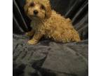 Poodle (Toy) Puppy for sale in Hamilton, NC, USA