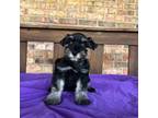 Schnauzer (Miniature) Puppy for sale in Stonewall, OK, USA