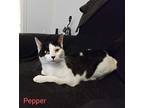 Pepper, Domestic Shorthair For Adoption In Pueblo, Colorado