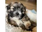 Shih-Poo Puppy for sale in Fayetteville, NC, USA
