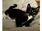 Baccus, Domestic Shorthair For Adoption In Wheaton, Illinois