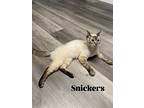 Snickers, Domestic Shorthair For Adoption In Orlando, Florida