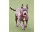Heira, American Pit Bull Terrier For Adoption In Cleveland, Ohio