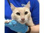 Sunshine, Domestic Shorthair For Adoption In Troutdale, Oregon