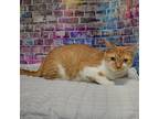 Apple, Domestic Shorthair For Adoption In Huntley, Illinois