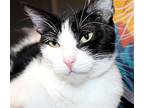 43714 Bryce, Domestic Shorthair For Adoption In Ellicott City, Maryland