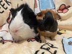 Lenny & Toby, Guinea Pig For Adoption In Tujunga, California
