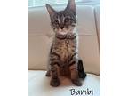 Bambi, Domestic Shorthair For Adoption In Hoover, Alabama