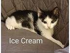 Ice Cream, Domestic Shorthair For Adoption In Tomball, Texas