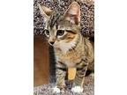 Reeses, Tabby For Adoption In Anaheim, California