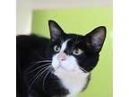 Colton, Domestic Shorthair For Adoption In Des Moines, Iowa