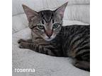 Rosenna, Domestic Shorthair For Adoption In Oviedo, Florida