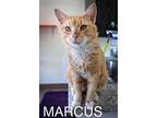 Marcus (fcid# 05/20/2024 - 38 Trainer) C, Domestic Shorthair For Adoption In
