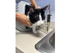 Buddy, Domestic Shorthair For Adoption In Fort Myers, Florida