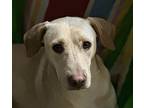 Mayo, Labrador Retriever For Adoption In St. Petersburg, Florida