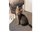 Clydz, Domestic Shorthair For Adoption In Milltown, New Jersey