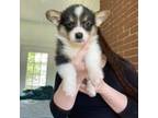 Pembroke Welsh Corgi Puppy for sale in Morven, GA, USA