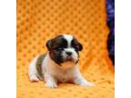 Shih Tzu Puppy for sale in Lake Mills, IA, USA