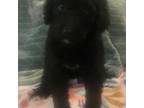 Mutt Puppy for sale in Dover, OH, USA
