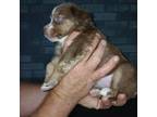 Miniature Australian Shepherd Puppy for sale in Saint Joseph, MO, USA