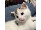 Adopt Maisy (Stern/Farm View Kitten 4) a Domestic Short Hair