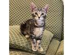 Adopt Teddy (BAC Dayton Kitten) a Domestic Short Hair