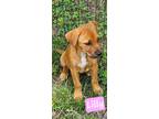 Adopt Lilly a Black Mouth Cur, Boxer