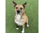 Adopt Harley a Terrier