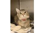 Adopt Lil Mittens a Domestic Short Hair
