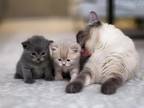 British Shorthair Kittens Boy And Girl
