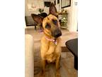 Adopt Lula a Red/Golden/Orange/Chestnut - with Black Belgian Malinois / German