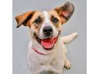 Adopt Fig a Mixed Breed