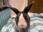 Adopt Mimi a Bunny Rabbit