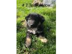 Adopt Willow a Shepherd, Mixed Breed