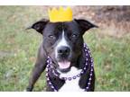 Adopt Sparkles a American Staffordshire Terrier, Mixed Breed