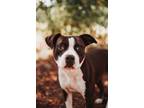 Adopt 74164A Honeycrisp a American Staffordshire Terrier, Mixed Breed