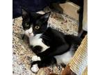 Adopt Hemmie a Extra-Toes Cat / Hemingway Polydactyl, Domestic Short Hair