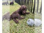 Labradoodle PUPPY FOR SALE ADN-798132 - F1 labradoodle chocolate