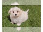 Maltese PUPPY FOR SALE ADN-798204 - Maltese Puppy