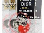 French Bulldog PUPPY FOR SALE ADN-798282 - Dior AKC French Bulldog