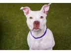 Adopt Mint a Pit Bull Terrier, Mixed Breed
