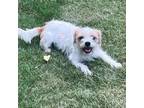 Adopt Daisy Mae 2 a Terrier