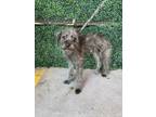 Adopt 56143436 a Fox Terrier, Mixed Breed