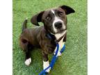 Adopt Cody a Pit Bull Terrier