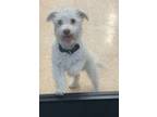 Adopt Snappy a Poodle, Mixed Breed