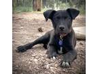 Adopt Granger a Black Labrador Retriever