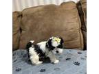 Shih Tzu Puppy for sale in Hickory, NC, USA