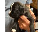 Boxer Puppy for sale in Carnegie, OK, USA