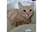 Adopt Clyde a Domestic Short Hair