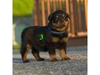Rottweiler Puppy for sale in Wallkill, NY, USA